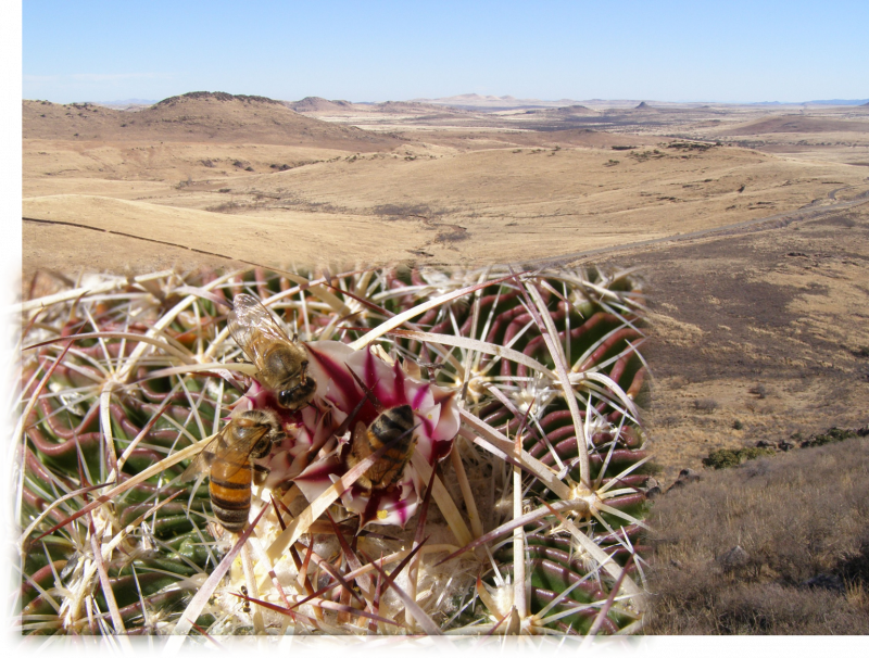 5. 2. 2010 na konci šestiměsíčního období sucha, v Čivavské poušti (Desierto de Chihuahua), Mexiko a USA.